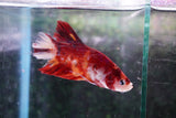 Giant Koi Galaxy   Plakat Male Betta (ID#801-M102) Free2Day SHIPPING