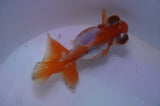 Butterfly  Red White 3.5 Inch (ID#311B8b-39) Free2Day SHIPPING