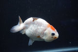 Milk Cow Ranchu  Calico 4 Inch (ID#1022R9a-62) Free2Day SHIPPING