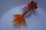 Butterfly  Red White 3.5 Inch (ID#311B8b-39) Free2Day SHIPPING