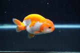 Baby Ranchu  Red White 3 Inch (ID#415R9c-33) Free2Day SHIPPING