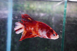 Giant Koi Galaxy   Plakat Male Betta (ID#801-M102) Free2Day SHIPPING