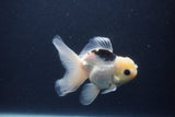 Juvenile Thai Oranda  Panda 4 Inch (ID#1227To13b-77) Free2Day SHIPPING