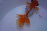 Butterfly  Red White 3.5 Inch (ID#311B8b-39) Free2Day SHIPPING
