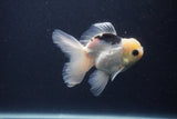 Juvenile Thai Oranda  Panda 4 Inch (ID#1227To13b-77) Free2Day SHIPPING