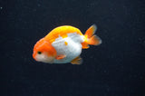 Baby Ranchu  Red White 3 Inch (ID#415R9c-33) Free2Day SHIPPING
