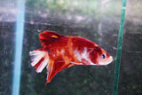 Giant Koi Galaxy   Plakat Male Betta (ID#801-M102) Free2Day SHIPPING