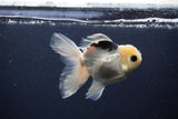 Juvenile Thai Oranda  Panda 4 Inch (ID#1227To13b-77) Free2Day SHIPPING