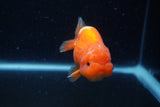 Juvenile Lionchu  Red White 3.5 Inch (ID#221R11a-17) Free2Day SHIPPING