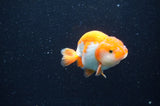 Baby Ranchu  Red White 3 Inch (ID#415R9c-33) Free2Day SHIPPING