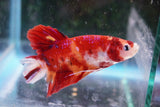 Giant Koi Galaxy   Plakat Male Betta (ID#801-M102) Free2Day SHIPPING