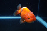 Juvenile Lionchu  Red White 3.5 Inch (ID#221R11a-17) Free2Day SHIPPING