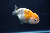 Milk Cow Ranchu  Calico 3.5 Inch (ID#1022R9a-63) Free2Day SHIPPING