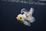 Juvenile Thai Oranda  Panda 4 Inch (ID#1227To13b-77) Free2Day SHIPPING