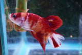 Giant Koi Galaxy   Plakat Male Betta (ID#801-M102) Free2Day SHIPPING