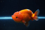 Juvenile Lionchu  Red White 3.5 Inch (ID#221R11a-17) Free2Day SHIPPING