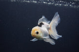 Juvenile Thai Oranda  Panda 4 Inch (ID#1227To13b-77) Free2Day SHIPPING