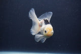 Juvenile Thai Oranda  Panda 4 Inch (ID#1227To13b-77) Free2Day SHIPPING