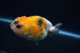 Milk Cow Ranchu  Calico 3.5 Inch (ID#1022R9a-63) Free2Day SHIPPING