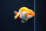Baby Ranchu  Red White 3 Inch (ID#415R9c-33) Free2Day SHIPPING