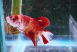 Giant Koi Galaxy   Plakat Male Betta (ID#801-M102) Free2Day SHIPPING