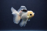 Juvenile Thai Oranda  Panda 4 Inch (ID#1227To13b-77) Free2Day SHIPPING