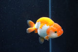 Baby Ranchu  Red White 3 Inch (ID#415R9c-33) Free2Day SHIPPING