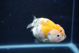 Milk Cow Ranchu  Calico 3.5 Inch (ID#1022R9a-63) Free2Day SHIPPING