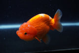 Juvenile Lionchu  Red White 3.5 Inch (ID#221R11a-17) Free2Day SHIPPING