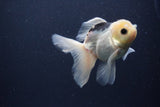 Juvenile Thai Oranda  Panda 4 Inch (ID#1227To13b-77) Free2Day SHIPPING