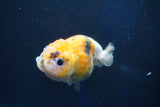 Milk Cow Ranchu  Calico 3.5 Inch (ID#1022R9a-63) Free2Day SHIPPING