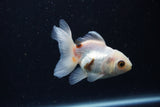 Juvenile Thai Oranda  Tricolor 3.5 Inch (ID#1224To12c-79) Free2Day SHIPPING