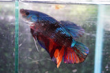 Giant Koi Galaxy   Plakat Male Betta (ID#801-M103) Free2Day SHIPPING