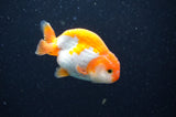 Baby Ranchu  Red White 3 Inch (ID#415R9c-33) Free2Day SHIPPING