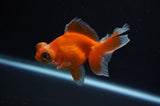 Butterfly  Red White 3.5 Inch (ID#311B8b-40) Free2Day SHIPPING