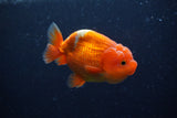 Juvenile Lionchu  Red White 3.5 Inch (ID#221R11a-17) Free2Day SHIPPING
