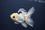 Juvenile Thai Oranda  Panda 4 Inch (ID#1227To13b-77) Free2Day SHIPPING