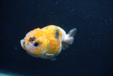 Milk Cow Ranchu  Calico 3.5 Inch (ID#1022R9a-63) Free2Day SHIPPING