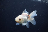 Juvenile Thai Oranda  Tricolor 3.5 Inch (ID#1224To12c-79) Free2Day SHIPPING