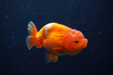 Juvenile Lionchu  Red White 3.5 Inch (ID#221R11a-17) Free2Day SHIPPING