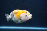 Milk Cow Ranchu  Calico 3.5 Inch (ID#1022R9a-63) Free2Day SHIPPING