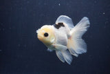 Juvenile Thai Oranda  Panda 4 Inch (ID#1227To13b-77) Free2Day SHIPPING