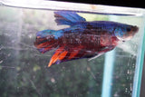 Giant Koi Galaxy   Plakat Male Betta (ID#801-M103) Free2Day SHIPPING