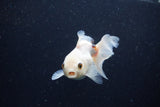 Juvenile Thai Oranda  Tricolor 3.5 Inch (ID#1224To12c-79) Free2Day SHIPPING