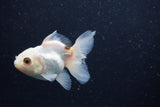 Juvenile Thai Oranda  Tricolor 3.5 Inch (ID#1224To12c-79) Free2Day SHIPPING