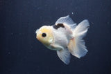 Juvenile Thai Oranda  Panda 4 Inch (ID#1227To13b-77) Free2Day SHIPPING