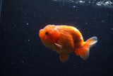 Juvenile Lionchu  Red White 3.5 Inch (ID#221R11a-17) Free2Day SHIPPING