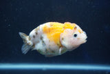 Milk Cow Ranchu  Calico 3.5 Inch (ID#1022R9a-63) Free2Day SHIPPING