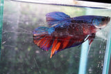 Giant Koi Galaxy   Plakat Male Betta (ID#801-M103) Free2Day SHIPPING