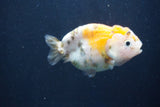 Milk Cow Ranchu  Calico 3.5 Inch (ID#1022R9a-63) Free2Day SHIPPING